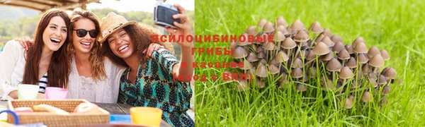 крисы Корсаков